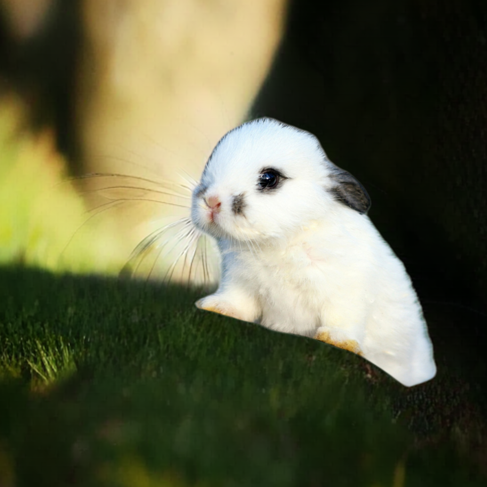 Bunny