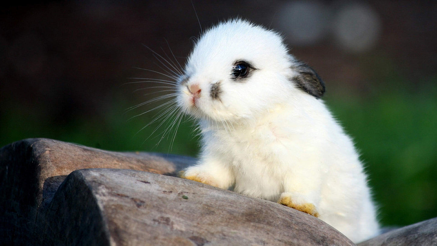 Bunny