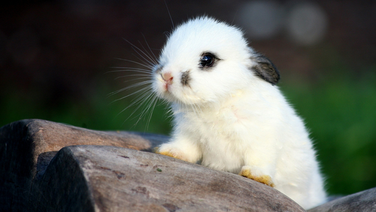 Bunny